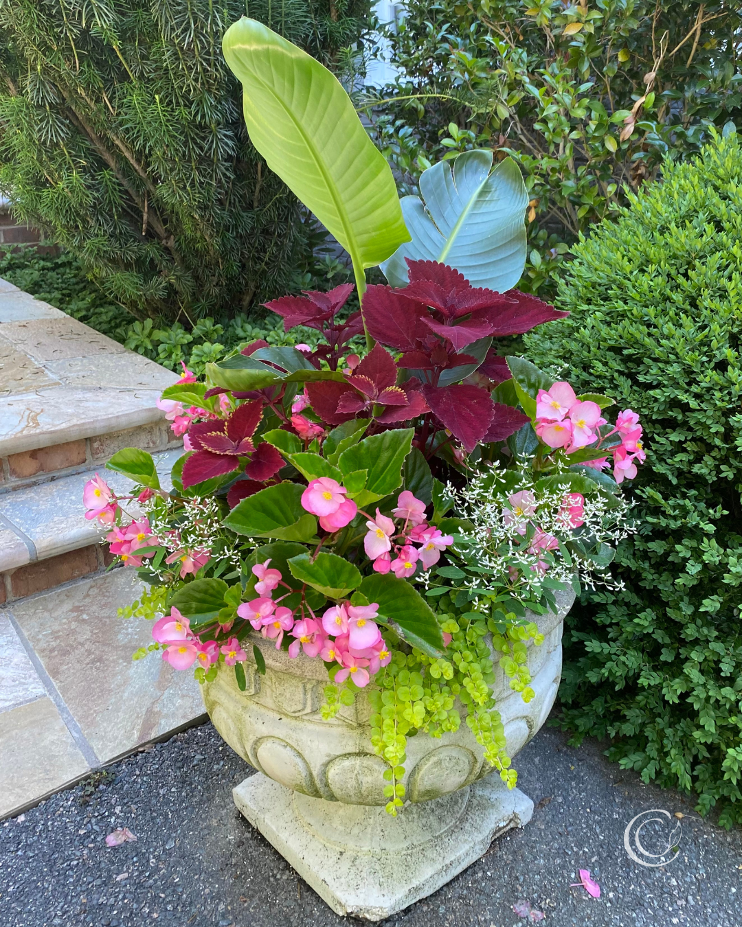 10 Begonia Combos for Show-Stopping Containers — Contained Creations
